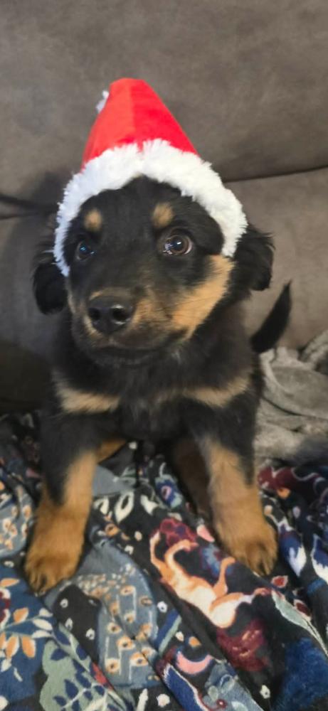 Teefers, a Adoptable mixed breed in Denver, CO image 5/5