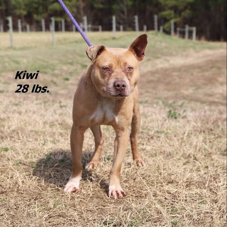 Enlarge Kiwi, a Adoptable mixed breed in Oxford, NC image 2/2