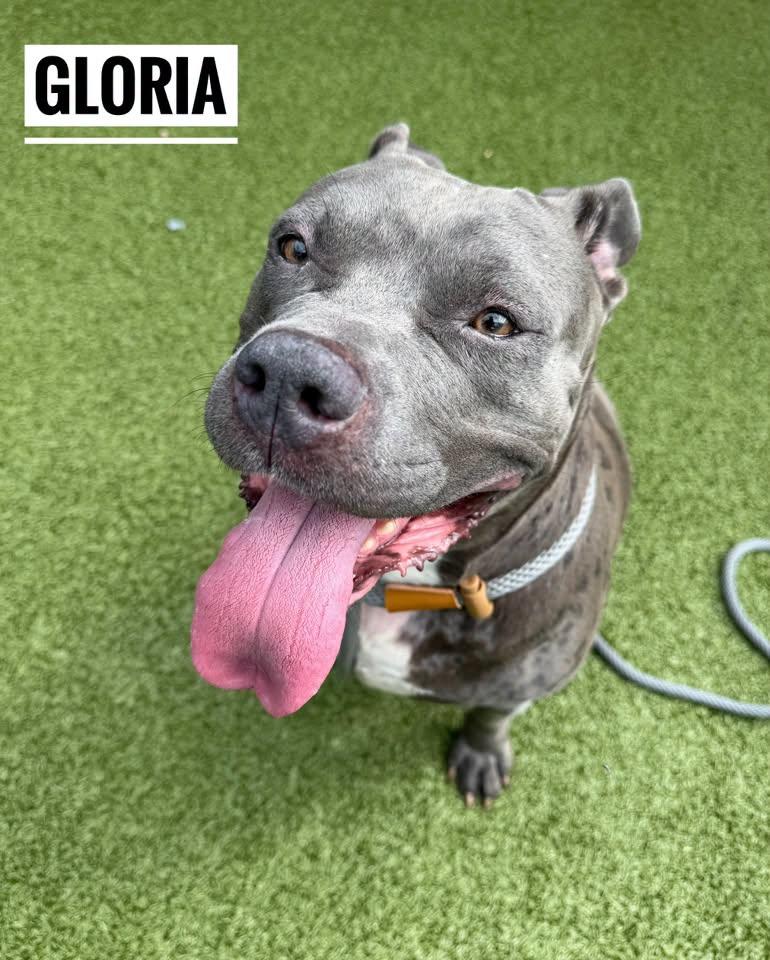 Gloria, Adoptable, Adult Female Mixed Breed.