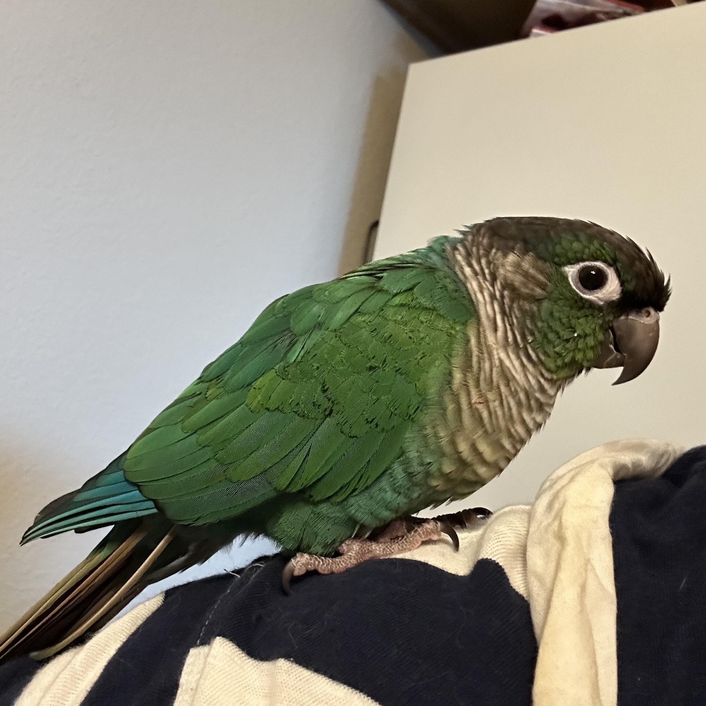 Enlarge Evee, a Adoptable Conure in Lenexa, KS image 1/1