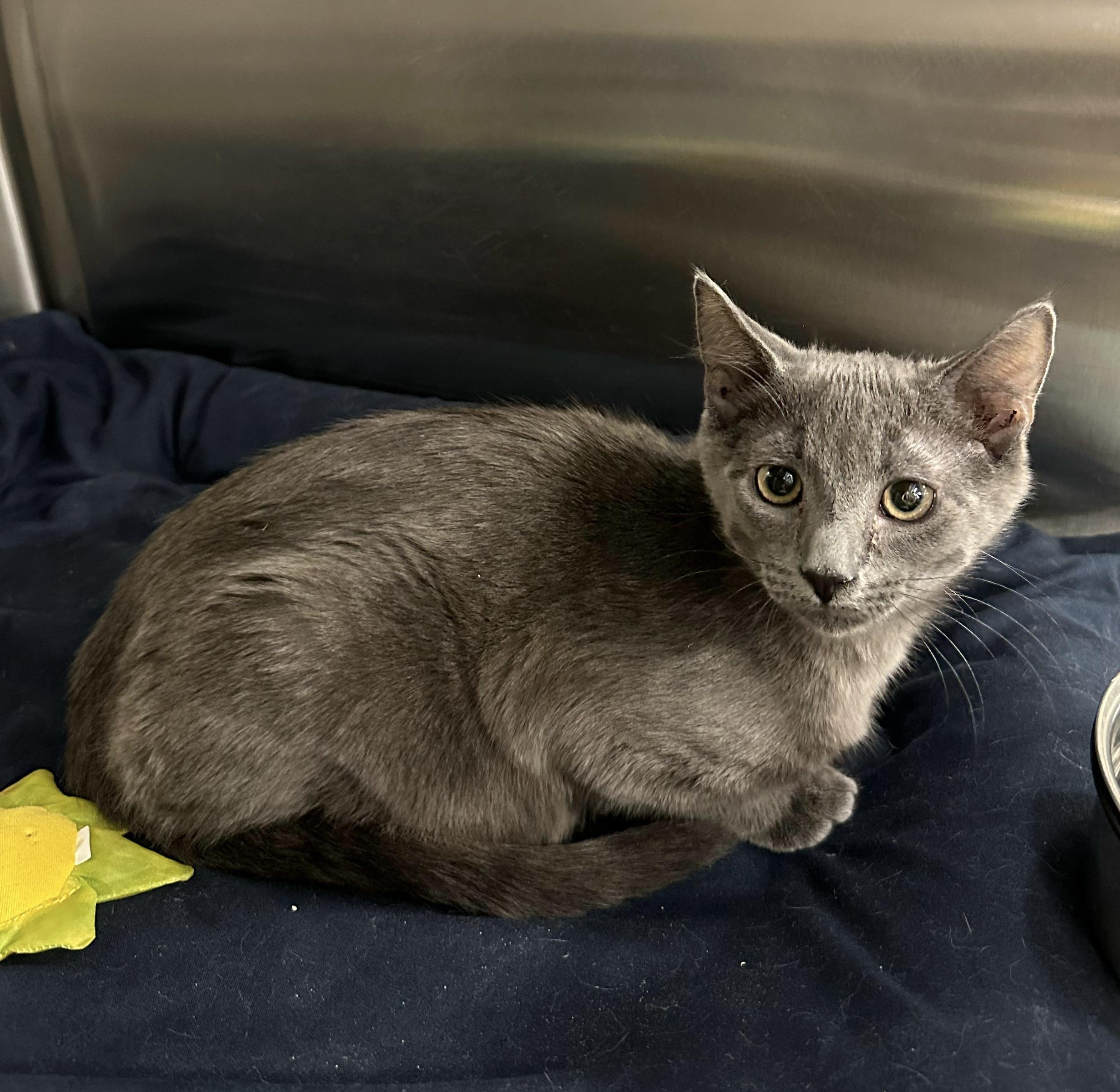 Viper, Adoptable, Kitten Male Domestic Short Hair.