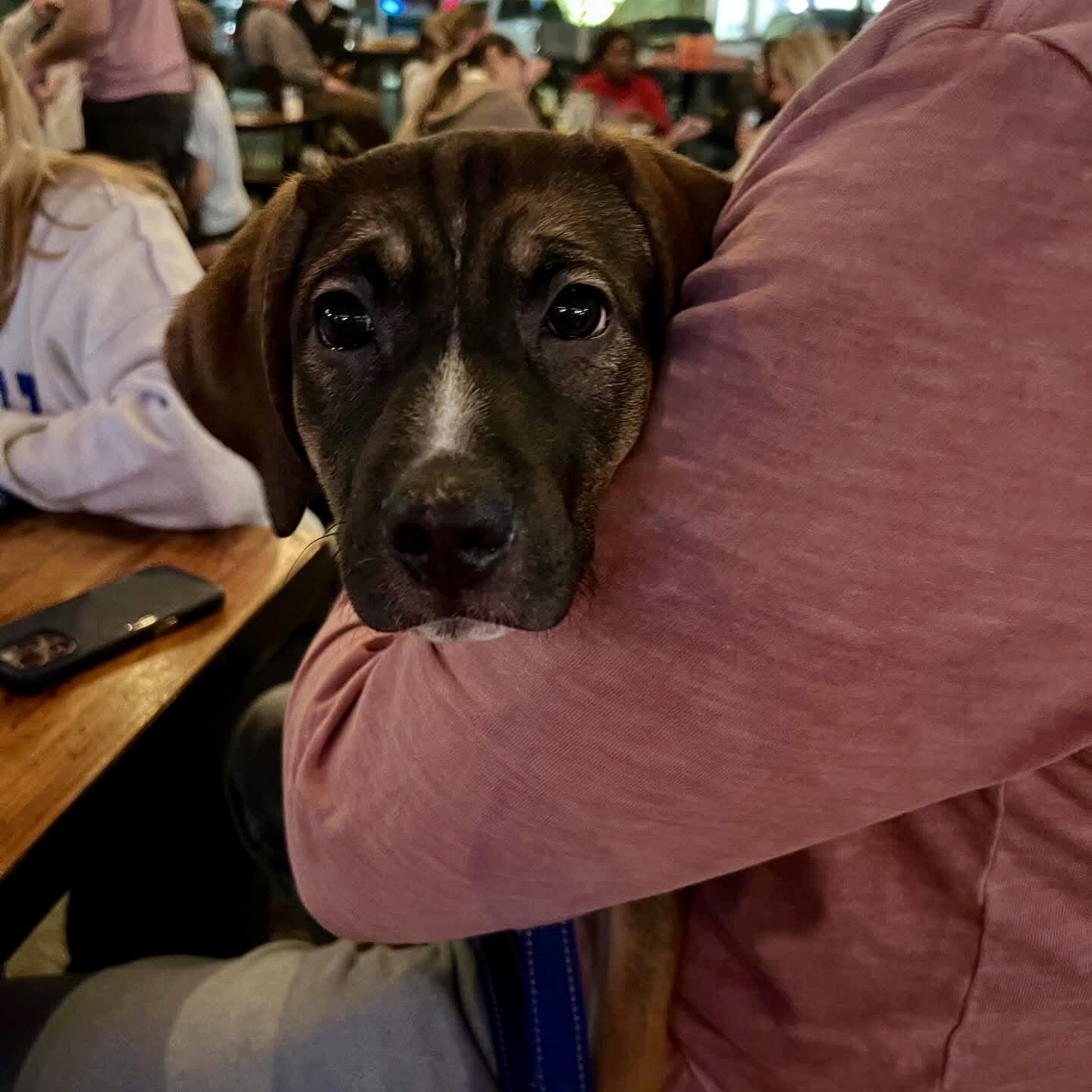 Lorelai, ADOPTABLE, Puppy Female Labrador Retriever.