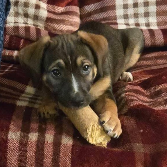 Lorelai, a ADOPTABLE mixed breed in McHenry, IL image 2/2