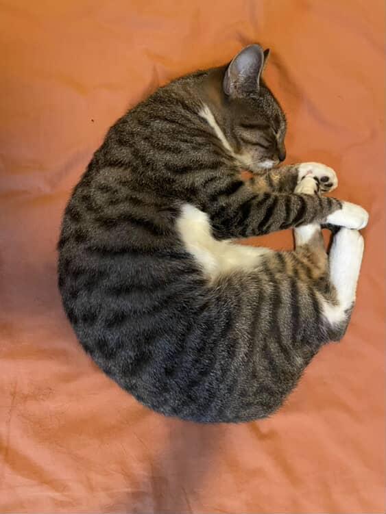 Lori, a Adopted American Shorthair in Brooklyn, NY image 4/6