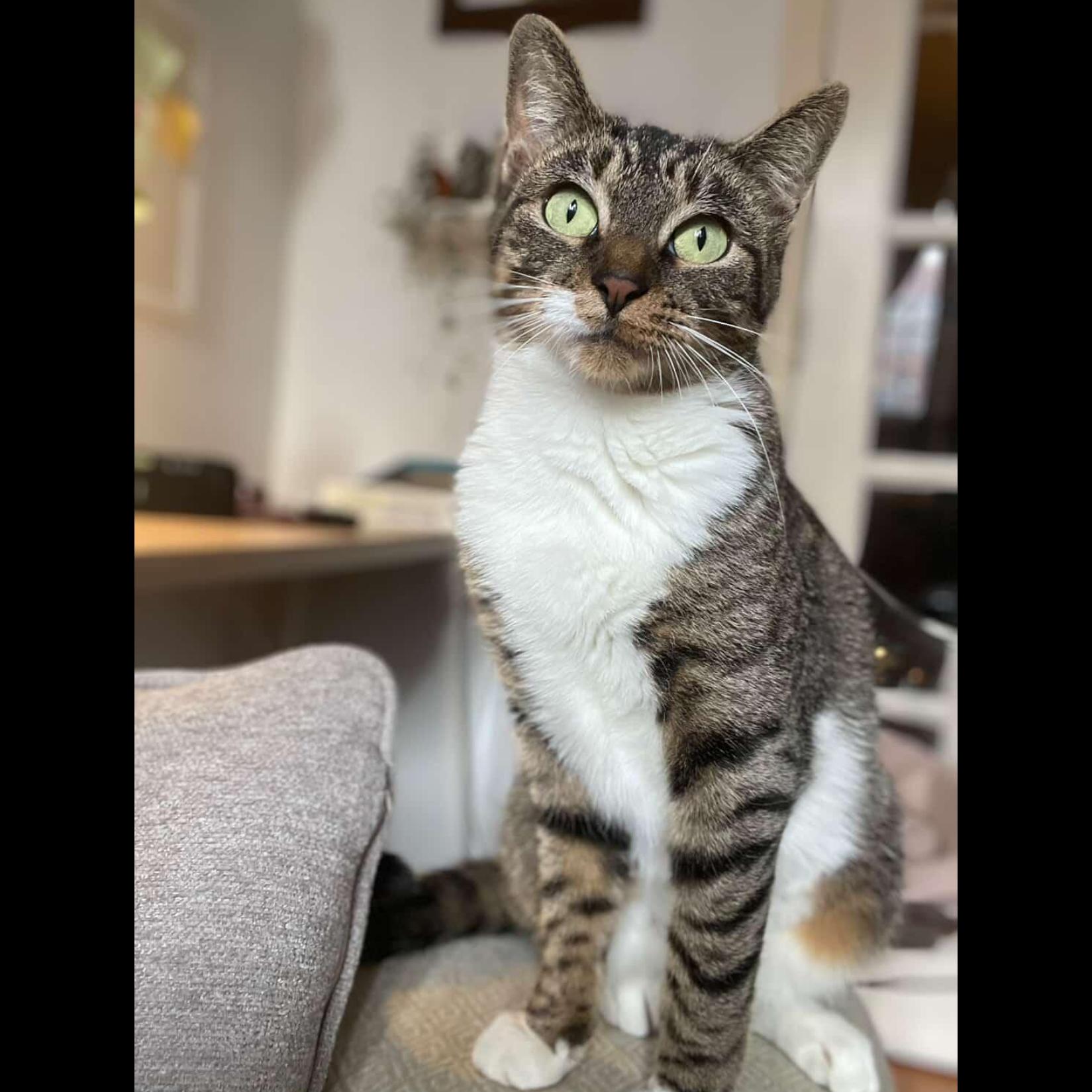 Lori, Adopted, Young Female American Shorthair.