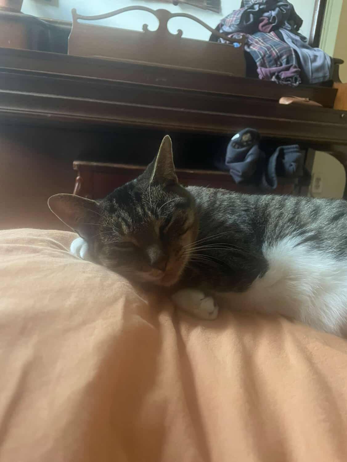 Lori, a Adopted American Shorthair in Brooklyn, NY image 2/6