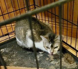 Enlarge Miss Johnny, a Adoptable Domestic Short Hair in BLACK MOUNTAIN, NC image 4/6