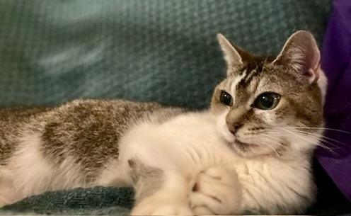 Enlarge Miss Johnny, a Adoptable Domestic Short Hair in BLACK MOUNTAIN, NC image 5/6