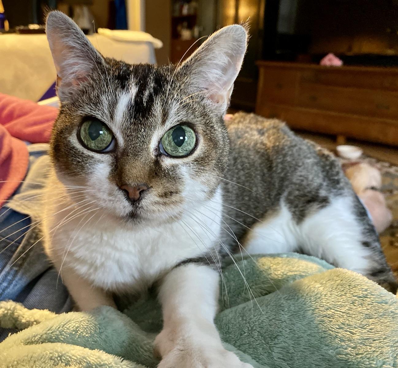 Enlarge Miss Johnny, a Adoptable Domestic Short Hair in BLACK MOUNTAIN, NC image 1/6