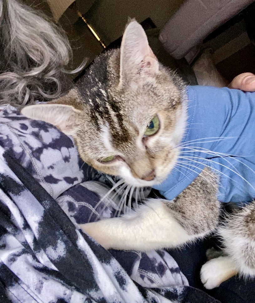 Enlarge Miss Johnny, a Adoptable Domestic Short Hair in BLACK MOUNTAIN, NC image 2/6