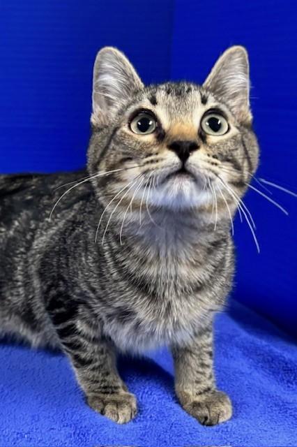 Enlarge Hummingbird, a ADOPTABLE Domestic Short Hair in Hawk Point, MO image 3/4