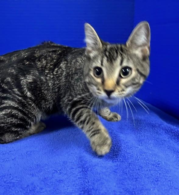Enlarge Hummingbird, a ADOPTABLE Domestic Short Hair in Hawk Point, MO image 1/4
