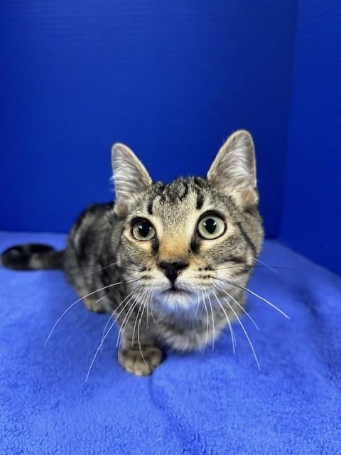 Enlarge Hummingbird, a ADOPTABLE Domestic Short Hair in Hawk Point, MO image 4/4