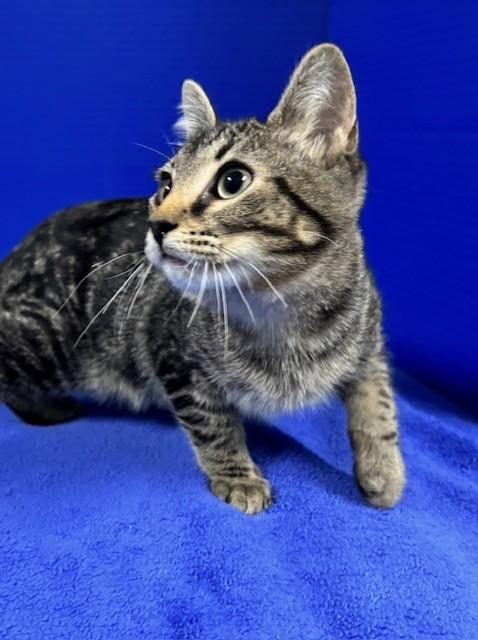 Enlarge Hummingbird, a ADOPTABLE Domestic Short Hair in Hawk Point, MO image 2/4