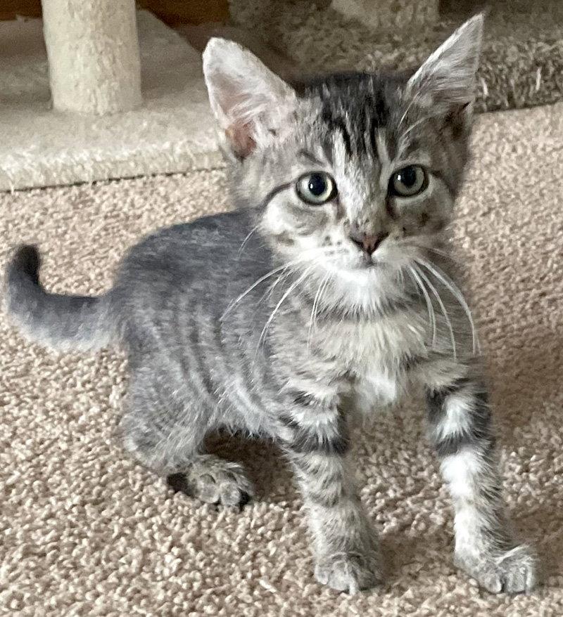 Annabell, Adopted, Kitten Female Domestic Short Hair.