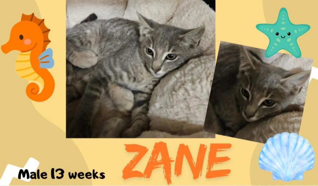 Zane, Adoptable, Kitten Male Domestic Short Hair.