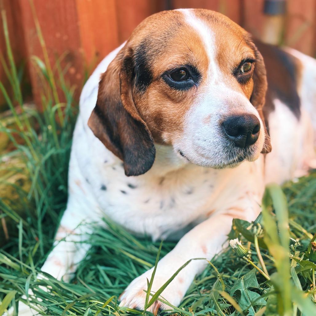 Bagel, Adoptable, Adult Female Beagle.