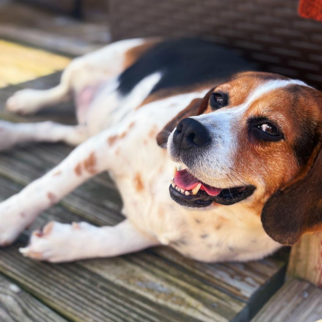 Bagel, a Adoptable Beagle in Cincinnati, OH image 2/3