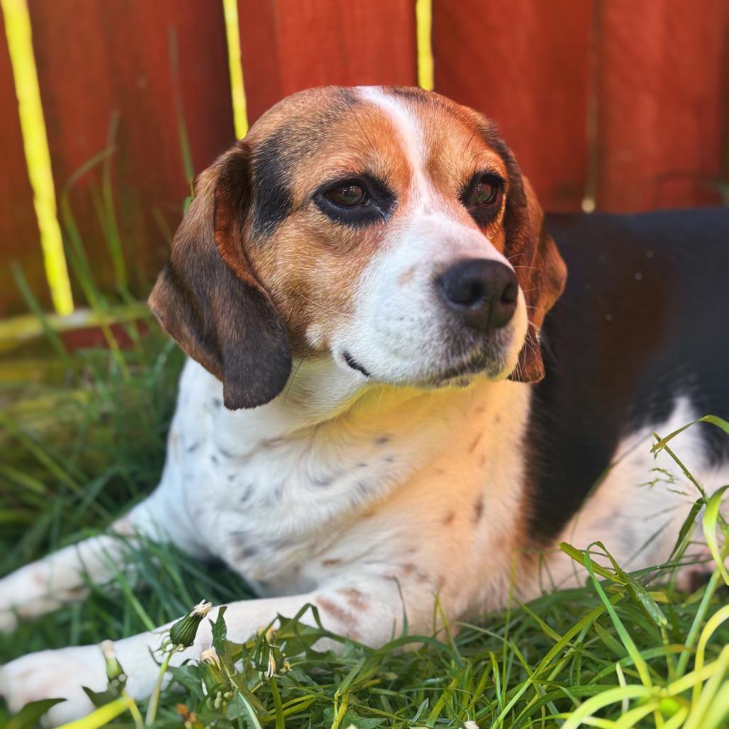 Bagel, a Adoptable Beagle in Cincinnati, OH image 3/3