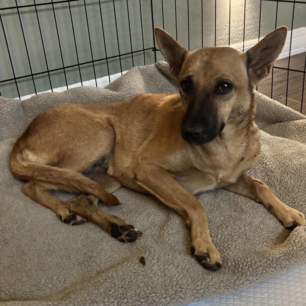 Enlarge Molly, a Adoptable mixed breed in Phoenix, AZ image 1/6