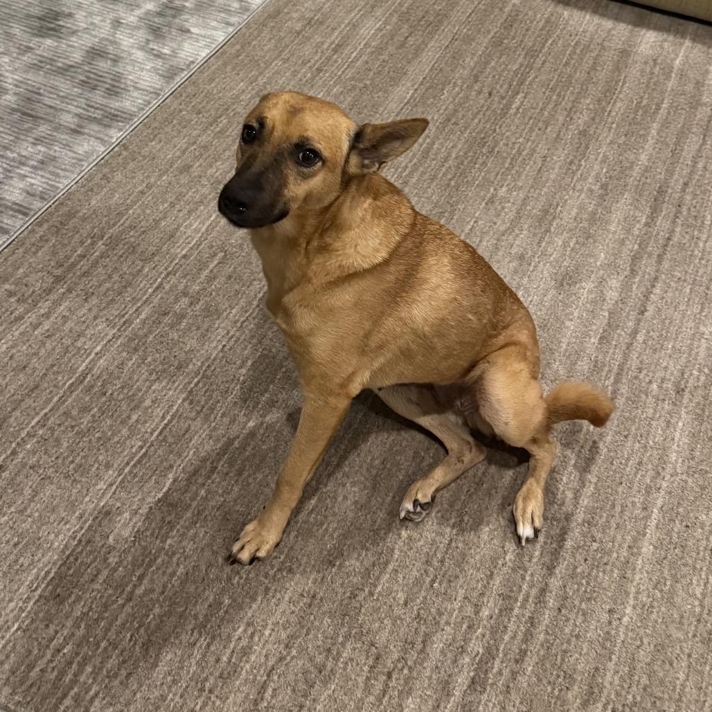 Enlarge Molly, a Adoptable mixed breed in Phoenix, AZ image 2/6