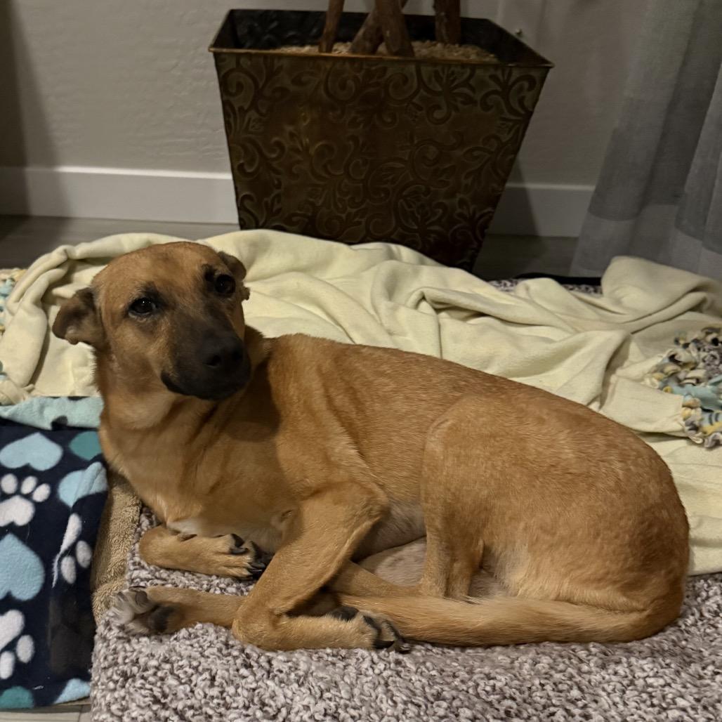 Enlarge Molly, a Adoptable mixed breed in Phoenix, AZ image 3/6