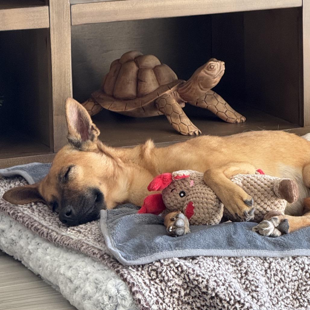 Molly, a Adoptable mixed breed in Phoenix, AZ image 6/6