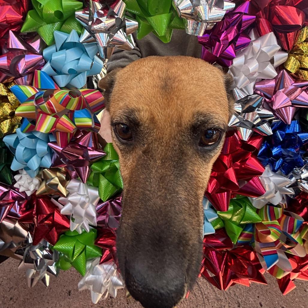 Enlarge Molly, a Adoptable mixed breed in Phoenix, AZ image 4/6