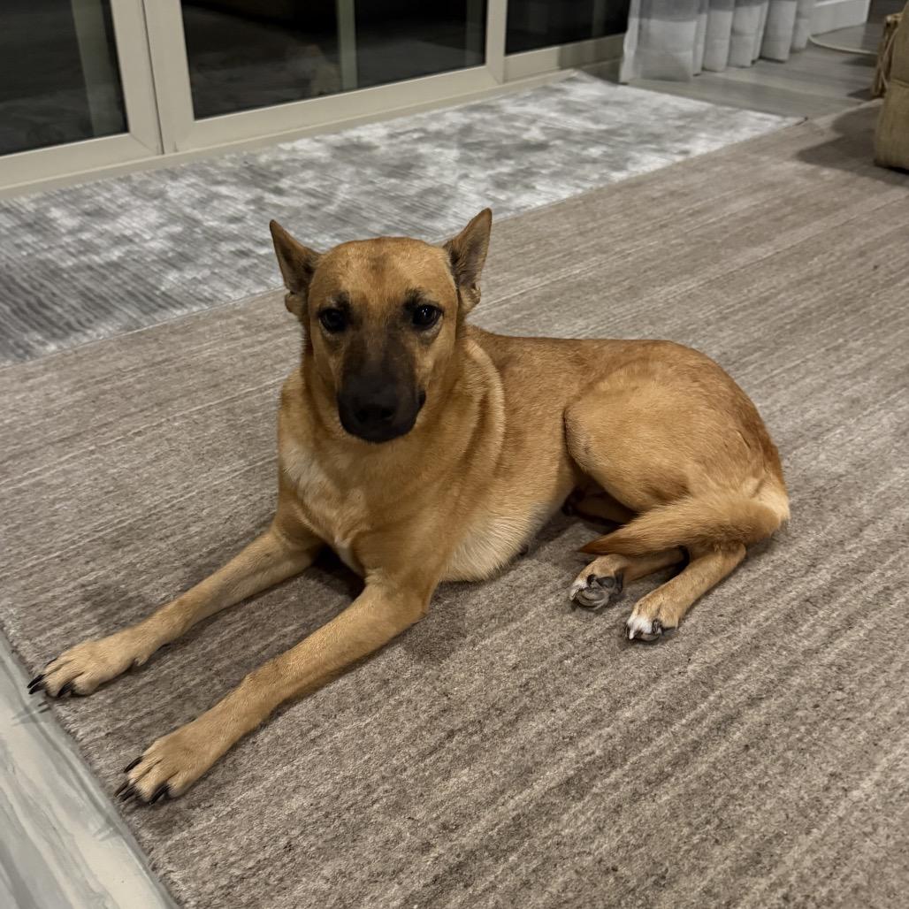 Enlarge Molly, a Adoptable mixed breed in Phoenix, AZ image 6/6