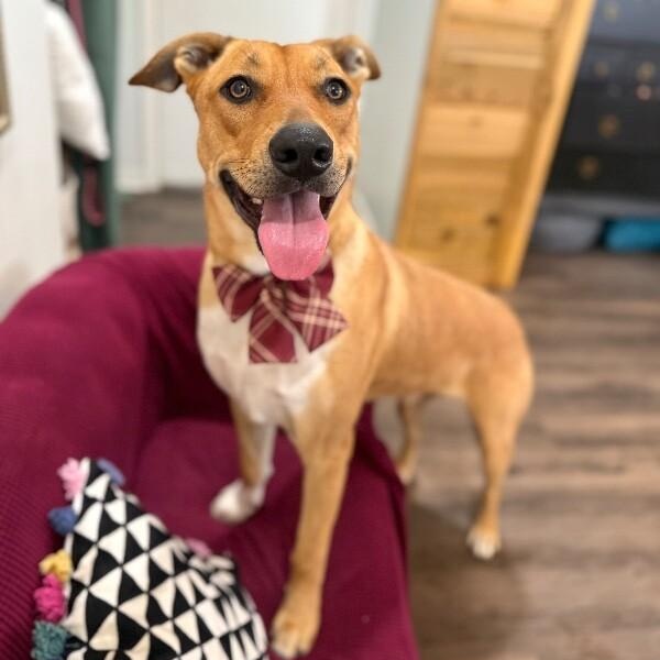 Ryder Your Adventure Buddy — thumbnail 2