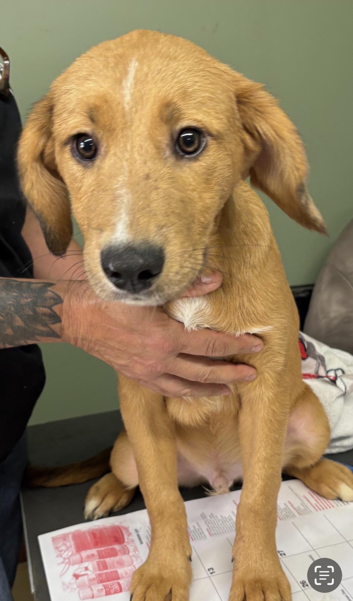 Thor, a Adoptable mixed breed in Lincoln University, PA image 1/2