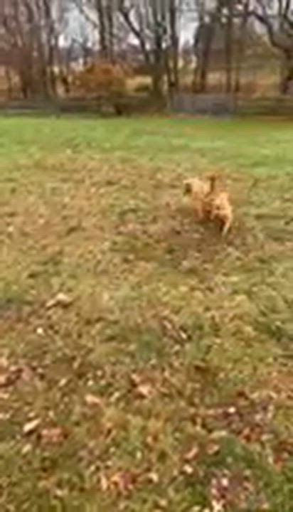 Enlarge Thor, a Adoptable mixed breed in Lincoln University, PA video 2/2