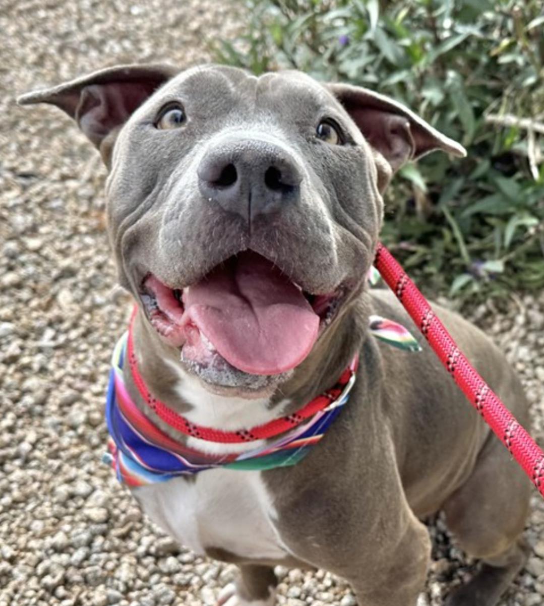Enlarge Blue, a Adopted Pit Bull Terrier in Scottsdale, AZ image 1/1