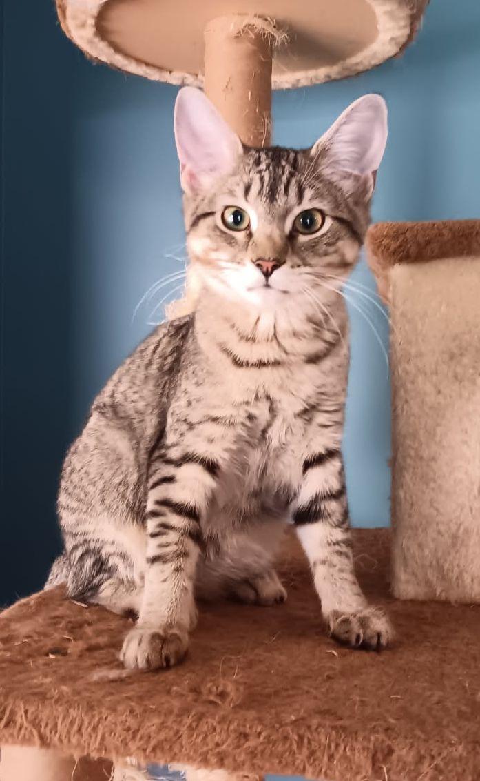 Enlarge Mercedes, a Adopted mixed breed in Horn Lake, MS image 1/3