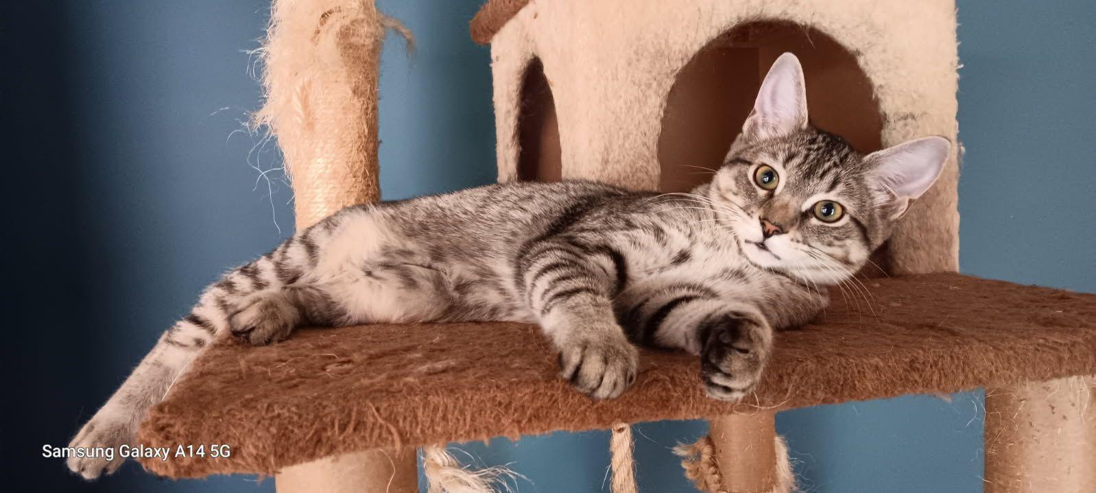 Enlarge Mercedes, a Adopted mixed breed in Horn Lake, MS image 3/3