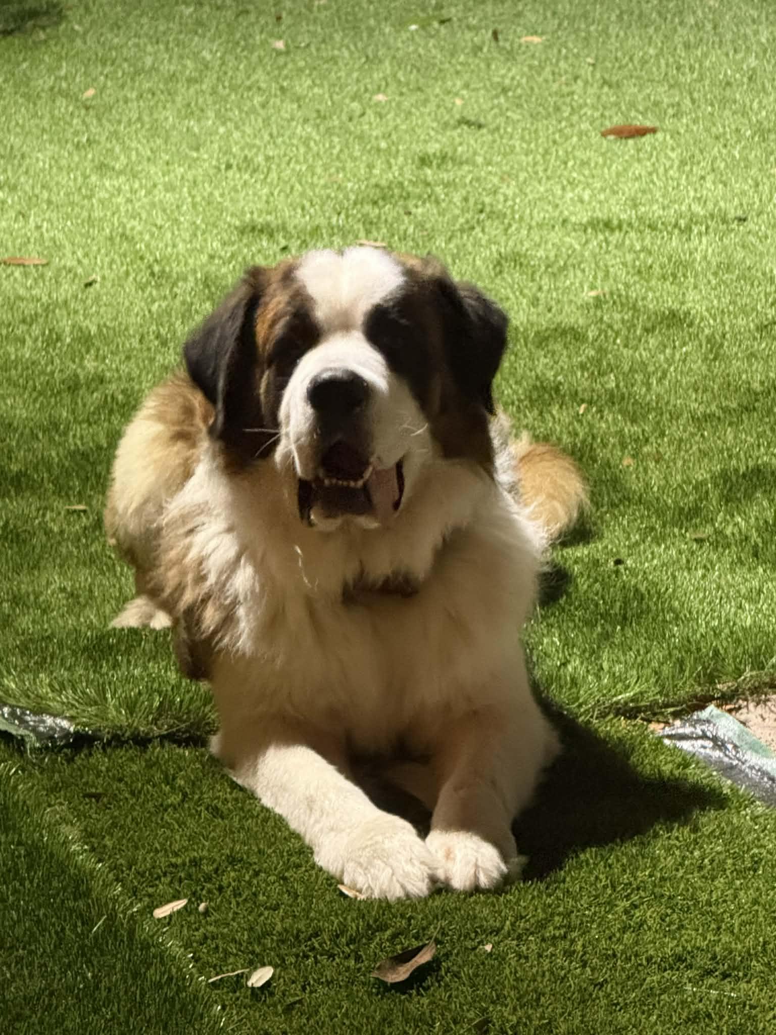 Enlarge Buddy, a Adoptable Saint Bernard in Panama City, FL image 2/2