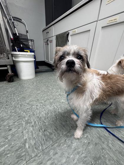 Frankie, Adoptable, Adult Male Chihuahua & Mixed Breed.