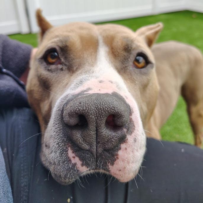 Prince Draco, a Adoptable mixed breed in Oak Park, IL image 1/5