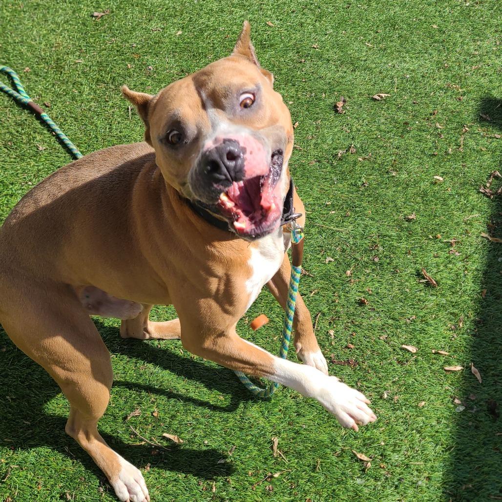 Prince Draco, a Adoptable mixed breed in Oak Park, IL image 2/5