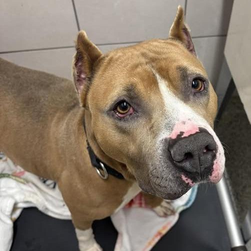 Prince Draco, a Adoptable mixed breed in Oak Park, IL image 3/5