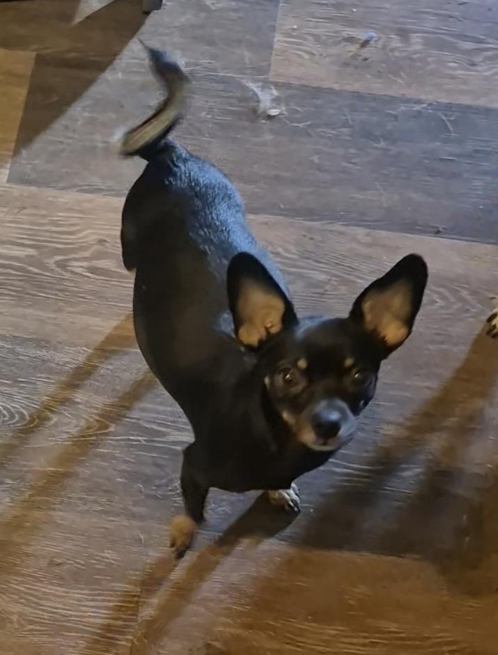 Lady, adopted, Adult Female Chihuahua.