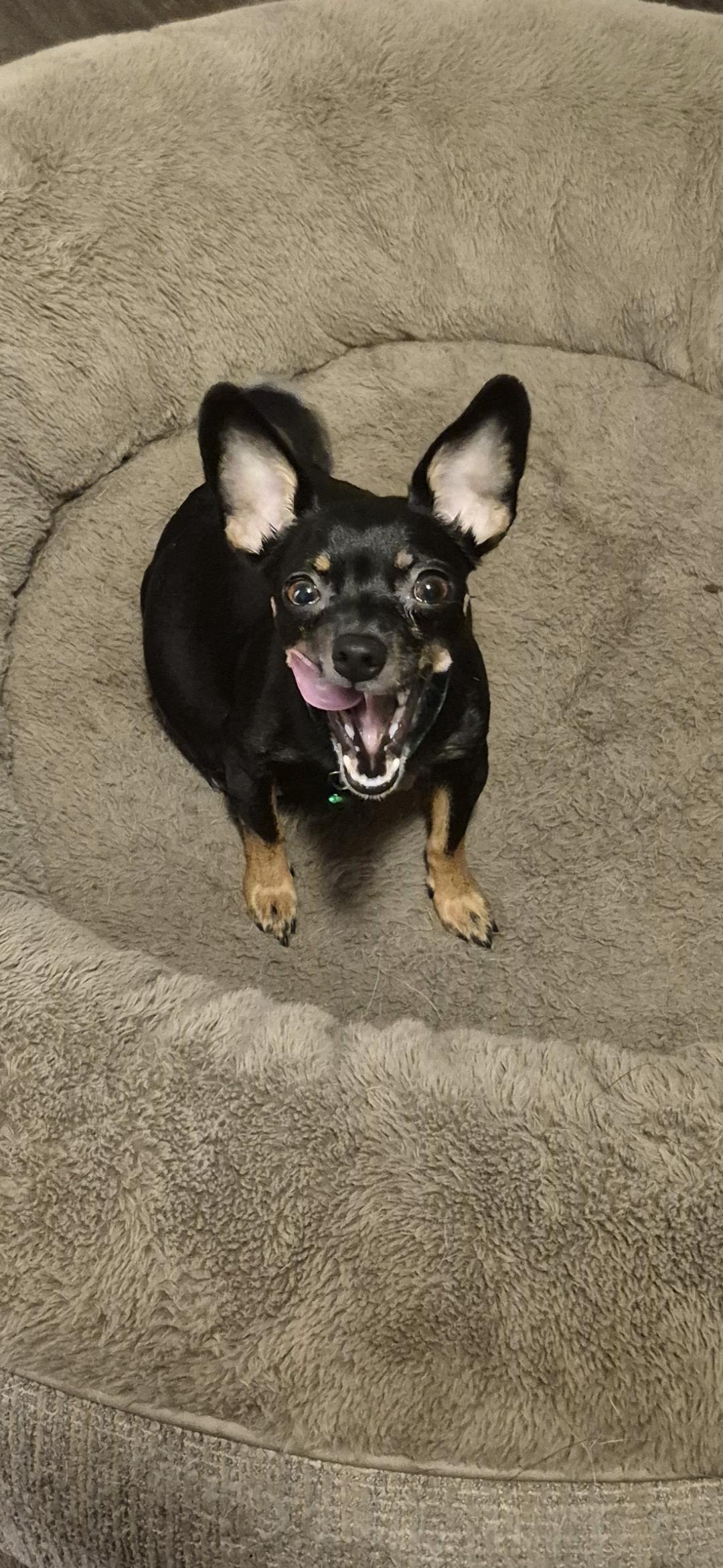 Enlarge Lady, an adopted Chihuahua in Olympia, WA image 2/4