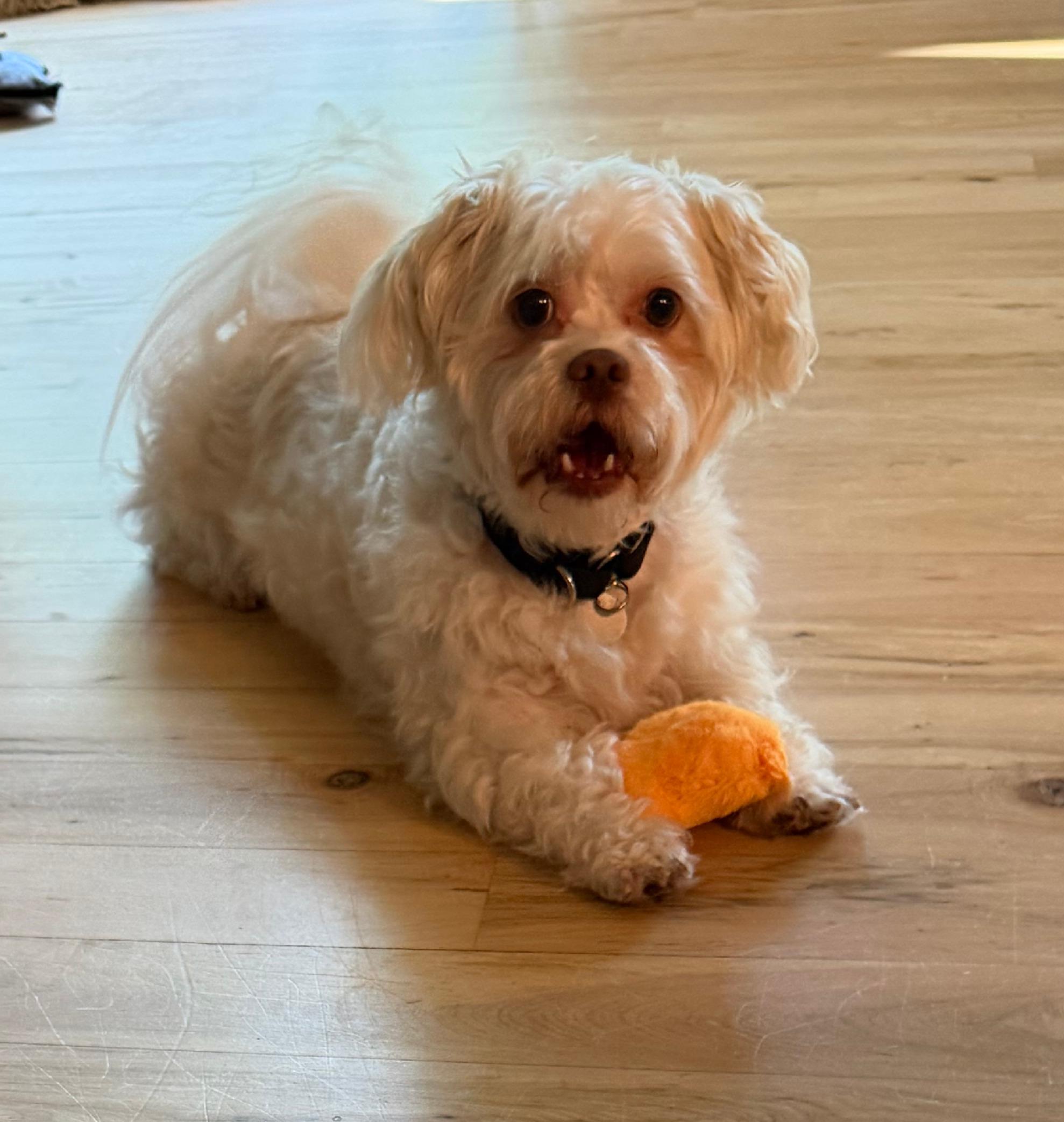 Bentley, adopted, Adult Male Shih Tzu.