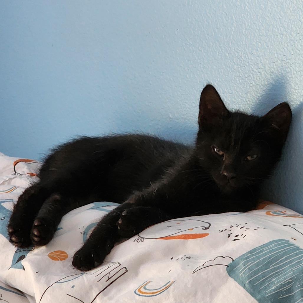Cory, Adoptable, Kitten Male Domestic Short Hair.