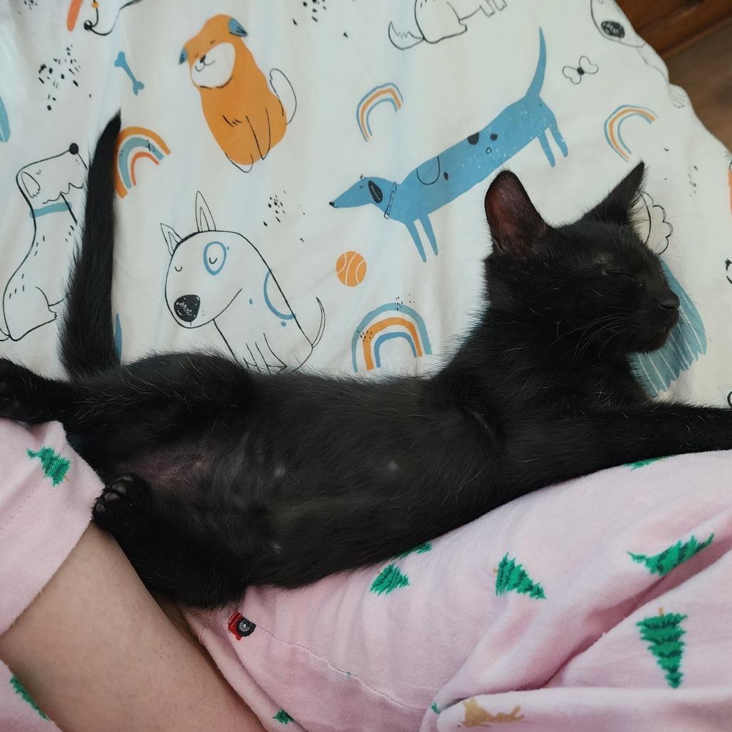 Enlarge Cory, a Adoptable Domestic Short Hair in Williston, FL image 2/4