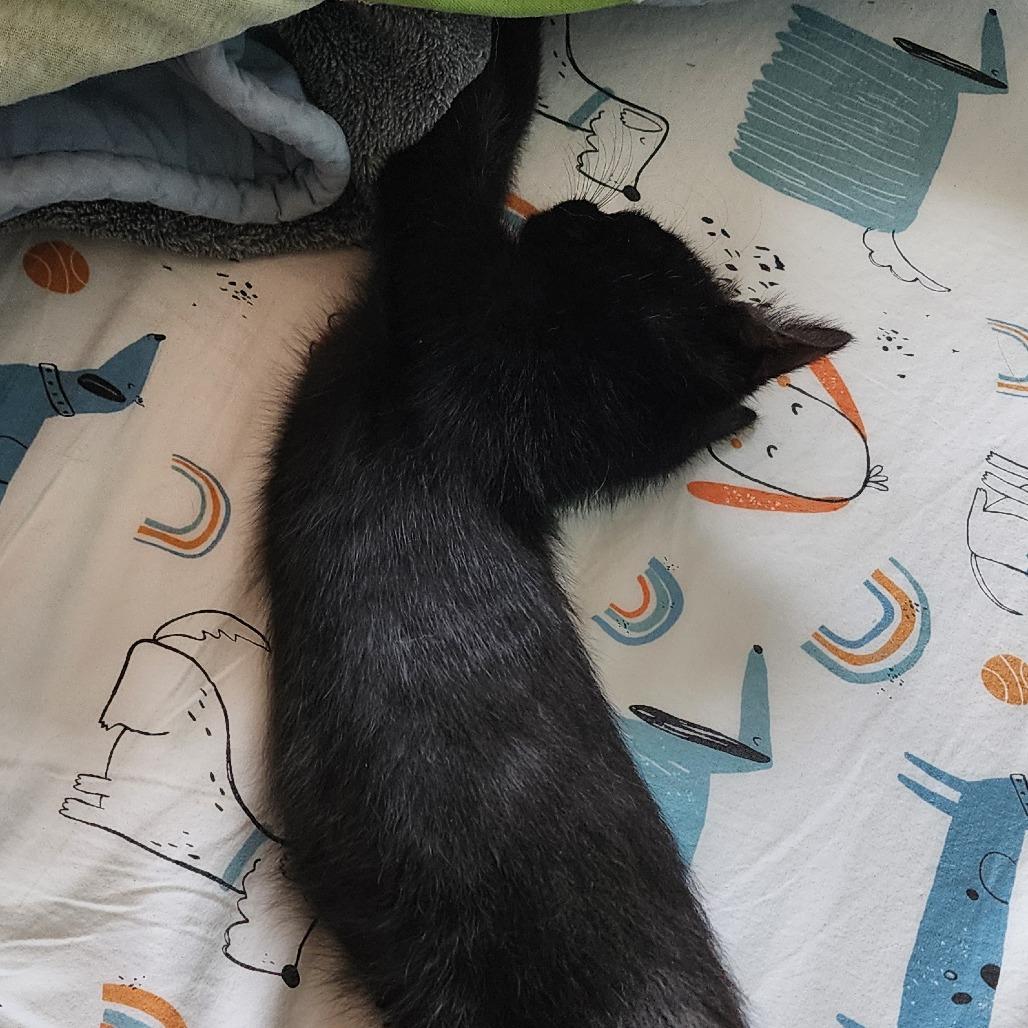 Enlarge Cory, a Adoptable Domestic Short Hair in Williston, FL image 3/4