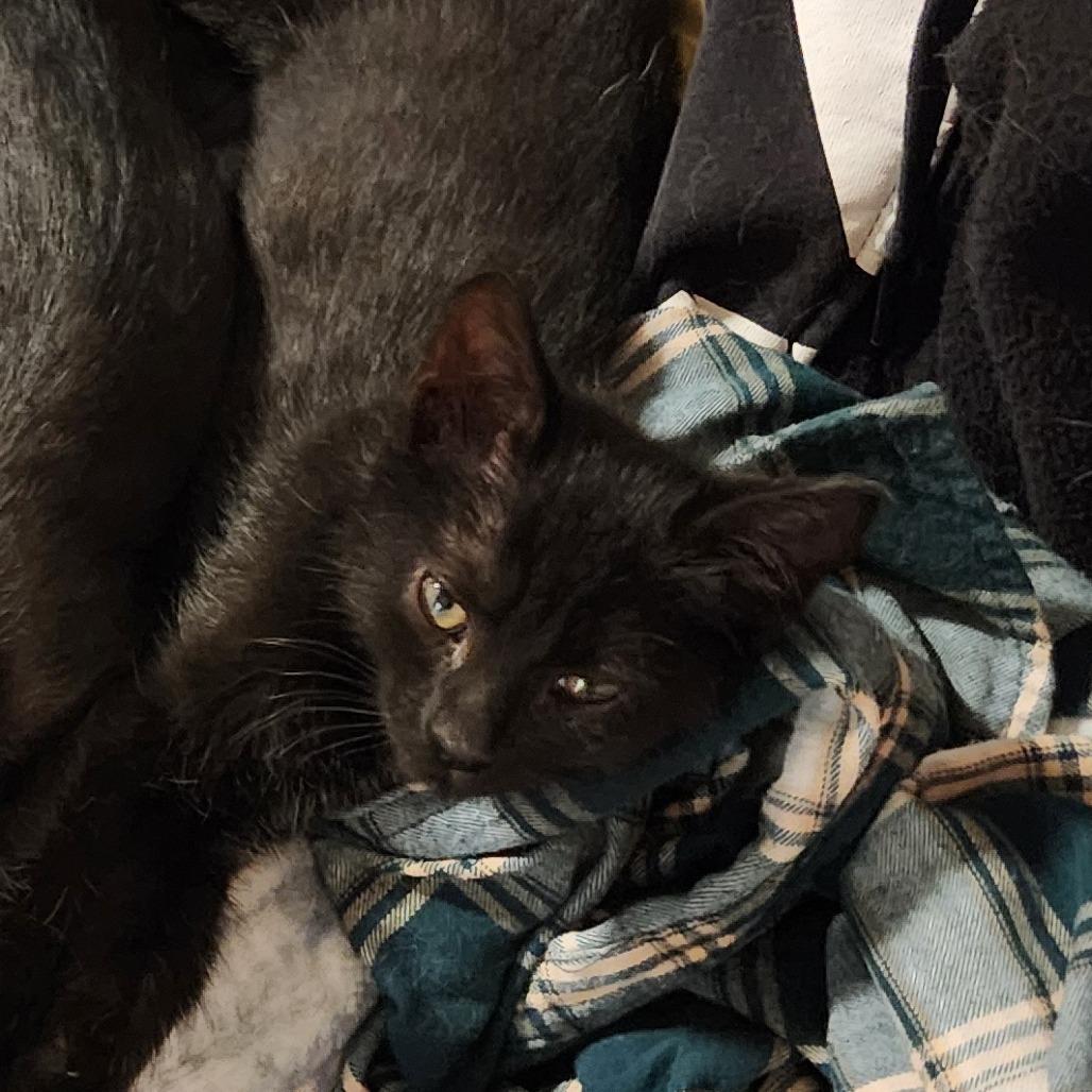 Enlarge Cory, a Adoptable Domestic Short Hair in Williston, FL image 4/4