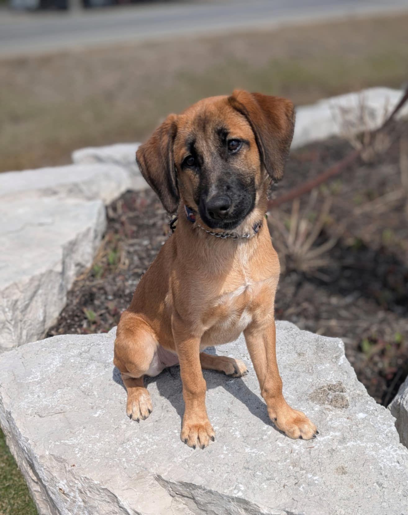 Frankie, Young Female Belgian Shepherd / Malinois