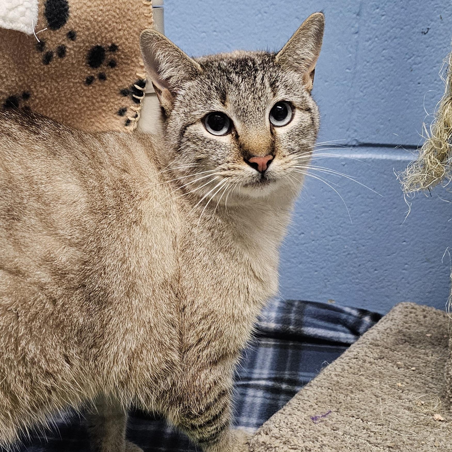 Enlarge Mia, a ADOPTABLE mixed breed in Lowell, AR image 5/5