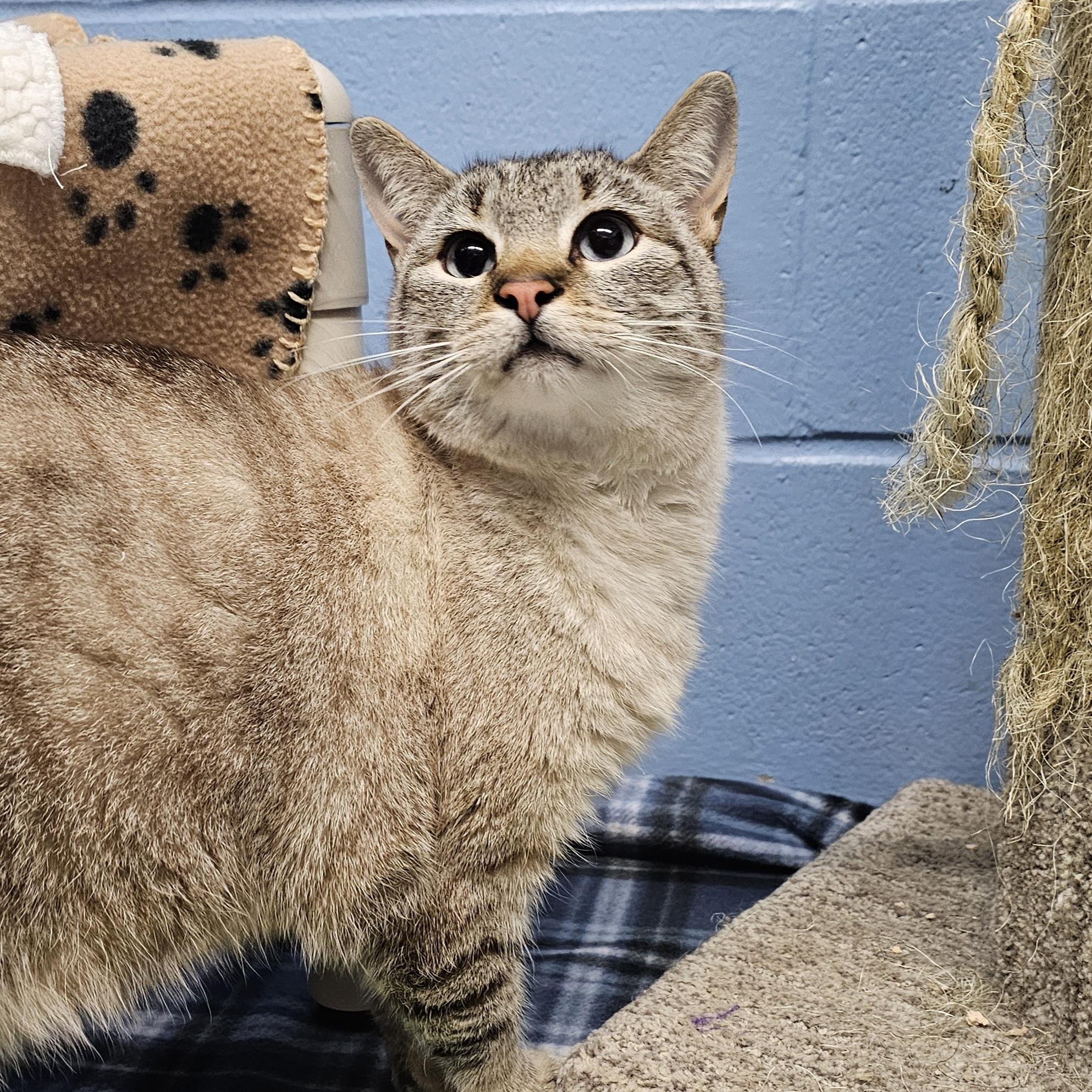 Enlarge Mia, a ADOPTABLE mixed breed in Lowell, AR image 2/5